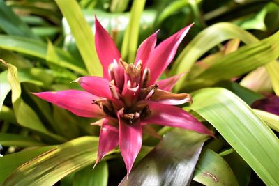 Close-up of pink flowering plant