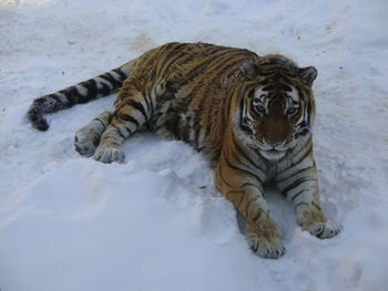 Portrait of tiger resting on snow covered field