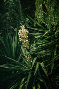 High angle view of flowering plant on field