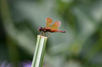 Close-up of dragonfly on plant