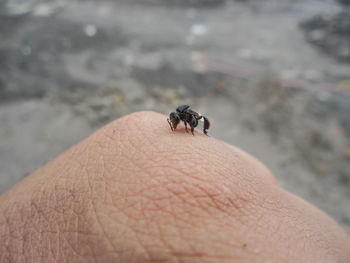 Close-up of insect on hand