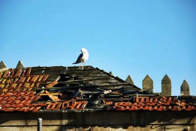 Low angle view of birds perching on roof against blue sky