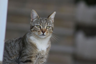 Close-up portrait of cat