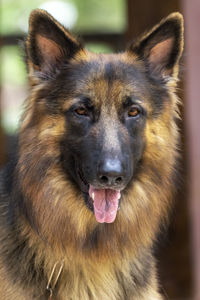 Close-up portrait of a dog