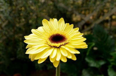 Close-up of yellow sunflower blooming outdoors