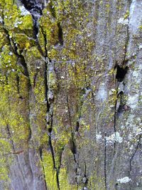 Full frame shot of tree trunk