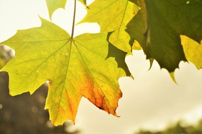 Close-up of yellow maple leaves