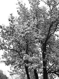 Low angle view of trees