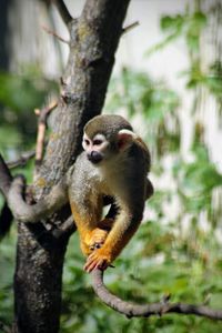 Close-up of monkey sitting on branch