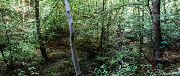 Trees in forest