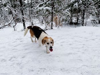 Dog on snow covered land