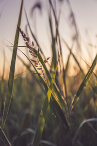 Close-up of plant on field