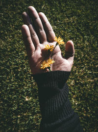 Midsection of person holding rose plant