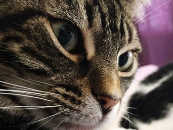 Close-up portrait of a cat