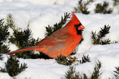 Bird perching on snow covered tree