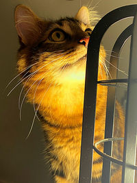 Close-up of a cat looking away