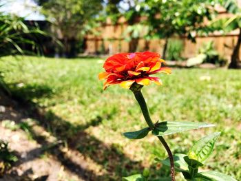 Close-up of red flower