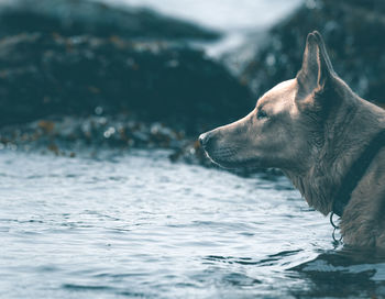 Dog in water