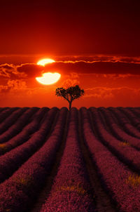 Scenic view of field against sky during sunset