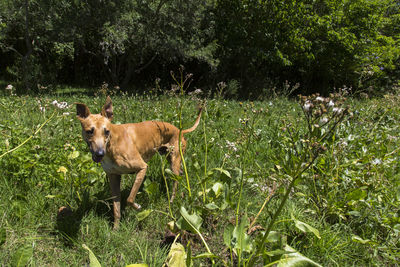 Dog in a field