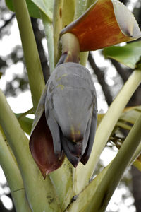 Close-up of parrot