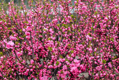 Close-up of pink flowering plants