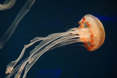 Close-up of jellyfish swimming in sea