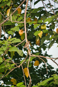 Low angle view of fruits growing on tree