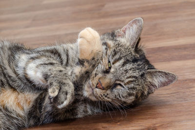 Domestic cat lying on the floor