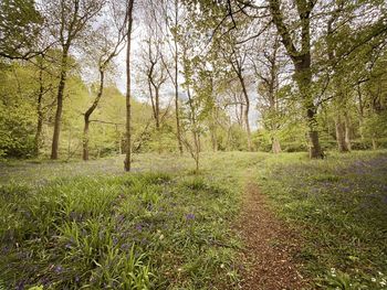 Scenic view of trees in forest