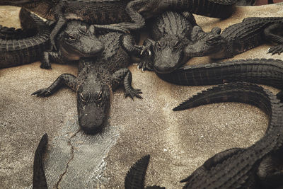 High angle view of alligators