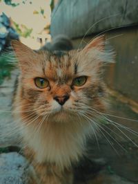 Close-up portrait of tabby cat