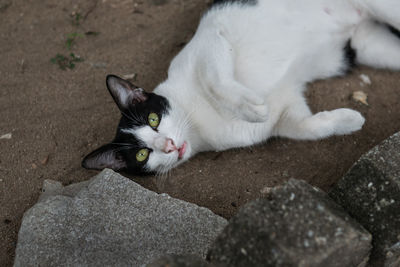 High angle portrait of cat lying on footpath