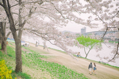 View of a dog in a park