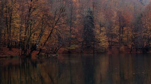 Trees by lake in forest during autumn