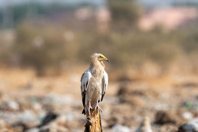 Close-up of bird perching on wooden post