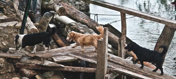 View of two cats on railing