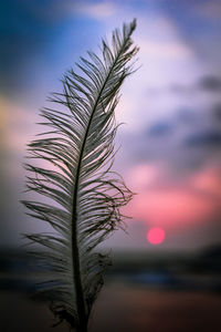 Close-up of silhouette plant against sky at sunset