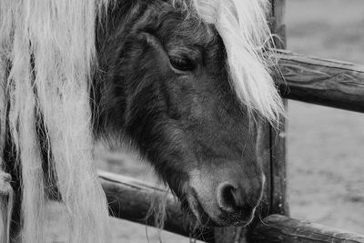 Close-up of a horse