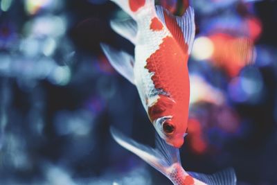 Close-up of fish swimming in aquarium