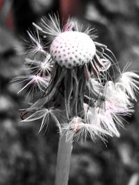 Close-up of flower against blurred background