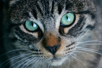 Close-up portrait of a cat