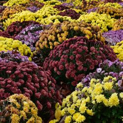 Full frame shot of yellow flowers