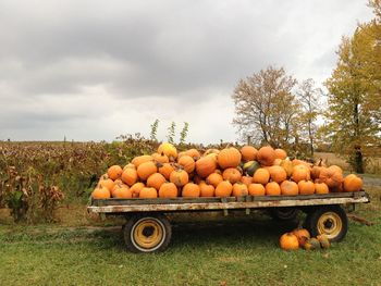 Pumpkins on cart at field against sky