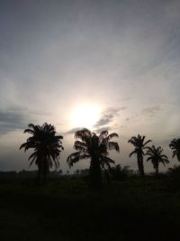 Silhouette palm trees on field against sky at sunset