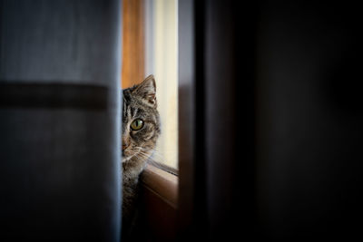 Portrait of cat hiding behind curtain