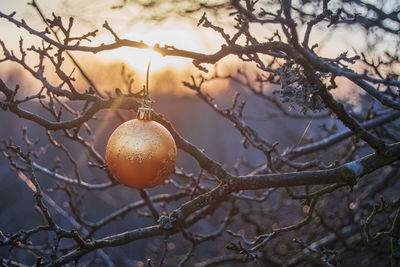 Close-up of fruit growing on tree