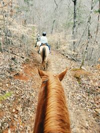 Rear view of horse on field