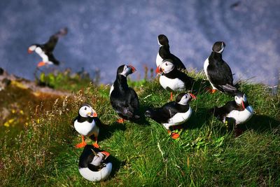 Puffins on the cliff