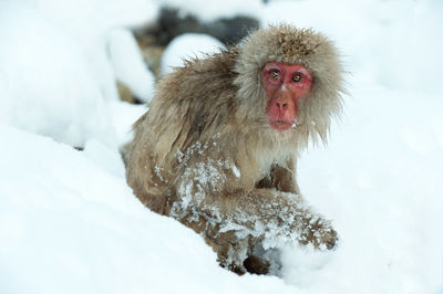 Monkey in a snow